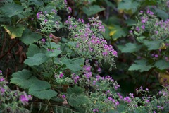 Pelargonium papilionaceum