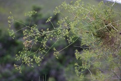 Anginon difforme