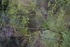 Anginon difforme