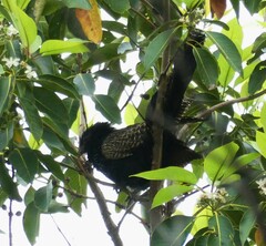 Centropus phasianinus