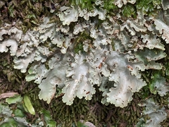 Pseudocyphellaria glabra