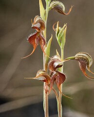 Pterostylis boormanii