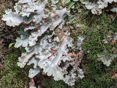Pseudocyphellaria glabra