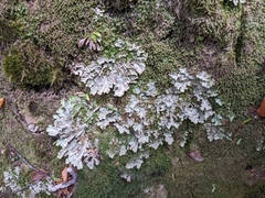 Pseudocyphellaria glabra