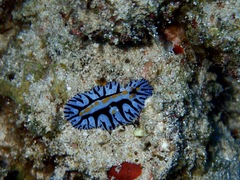 Phyllidia marindica