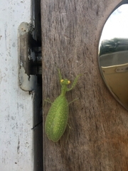 Eomantis