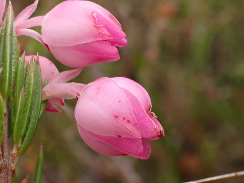 Image of Silky Heath (Erica holosericea) by (c) Ren Hoekstra, some rights reserved (CC BY)