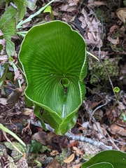 Hymenophyllum nephrophyllum