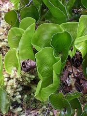 Hymenophyllum nephrophyllum