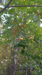 Diospyros