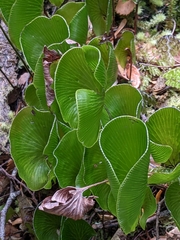Hymenophyllum nephrophyllum