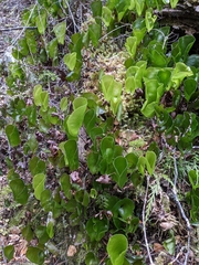 Hymenophyllum nephrophyllum