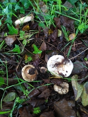 Lactarius controversus