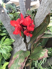 Canna × generalis