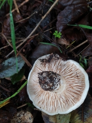 Lactarius controversus