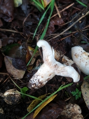 Lactarius controversus