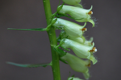 Digitalis lutea
