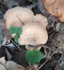 Paralepista flaccida