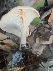 Paralepista flaccida