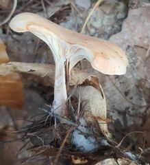 Paralepista flaccida