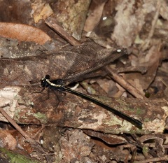 Podopteryx selysi