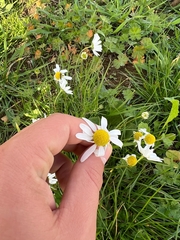 Tripleurospermum maritimum