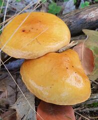 Suillus grevillei