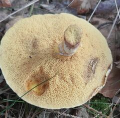 Suillus grevillei
