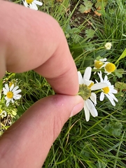 Tripleurospermum maritimum