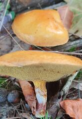 Suillus grevillei