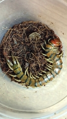 Scolopendra