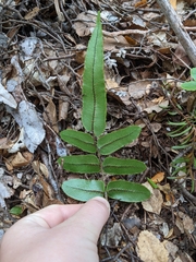 Blechnum procerum