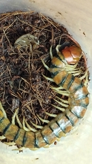 Scolopendra