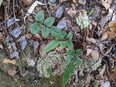 Blechnum procerum