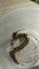 Scolopendra
