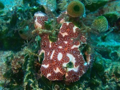 Botryllus