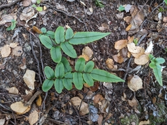 Blechnum procerum