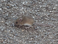 Apodemus flavicollis