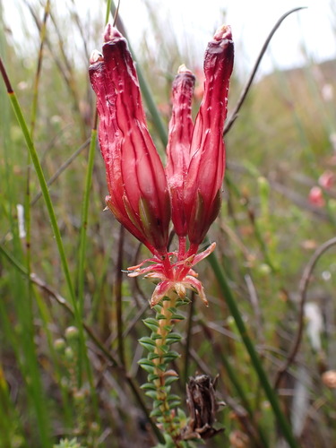 Aristocrat Heaths (Erica aristata)