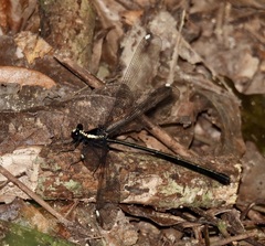 Podopteryx selysi