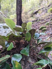 Pyrrosia eleagnifolia