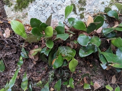 Pyrrosia eleagnifolia
