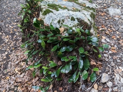 Pyrrosia eleagnifolia