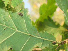 Strophosoma capitatum