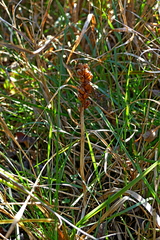 Anacamptis coriophora