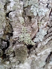 Evernia prunastri