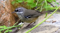 Sericornis maculatus