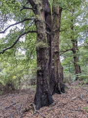 Nothofagus truncata