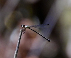 Lestoidea