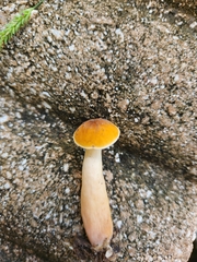 Gyroporus castaneus